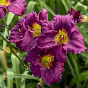 #1 daylily little grapette