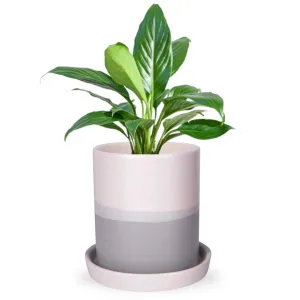 Ceramic Plant Pot