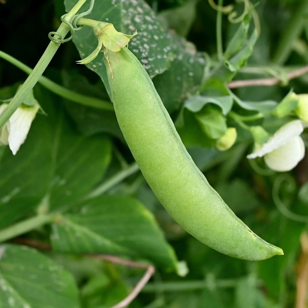 Heirloom Dwarf Gray Sugar Pea Seeds (24g) by Patriot Seeds