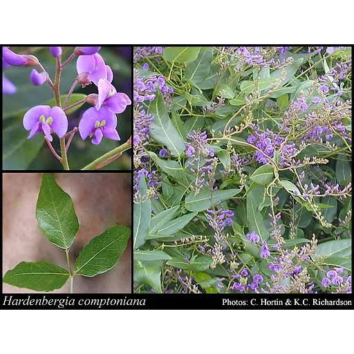 Native Wisteria Seeds