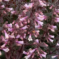 pot penstemon dark towers